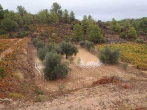 Ανυπολόγιστες ζημιές σε αμπελώνες και ελαιώνες της Κρήτης