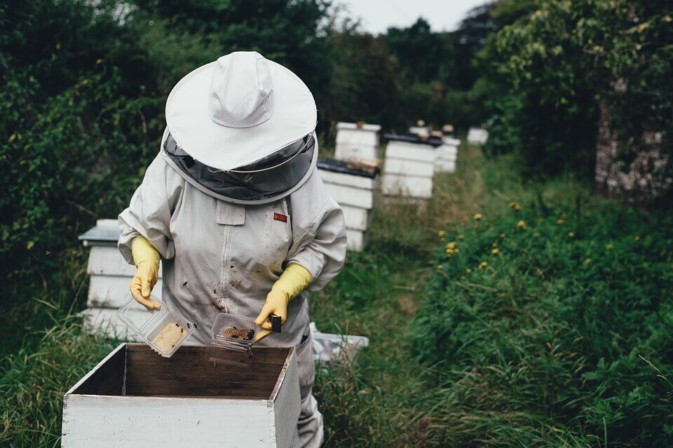 Μέλι σε σκόνη: Μια ενδιαφέρουσα ανακάλυψη με ευεργετικές ιδιότητες