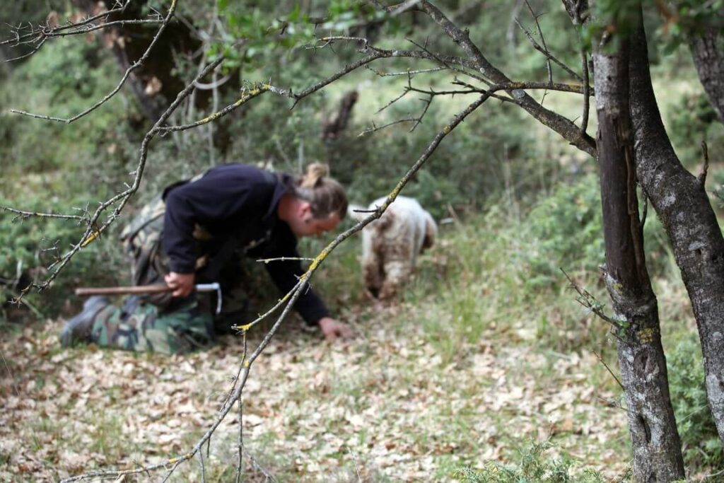 Κυνήγι τρούφας για τους απανταχού μανιταρόφιλους