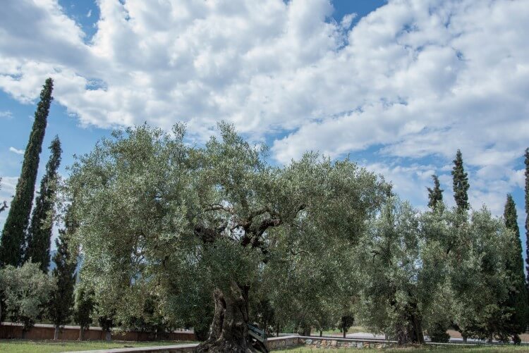 Το Μοναστήρι της Ορμύλιας αποτελεί φάρο της Ορθοδοξίας