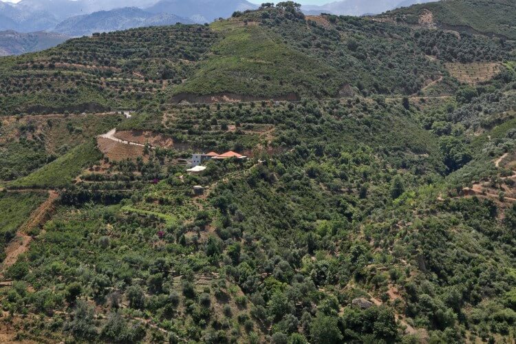 Η Περιφέρεια και το Πανεπιστήμιο Κρήτης στηρίζουν την καλλιέργεια αρωματικών φυτών