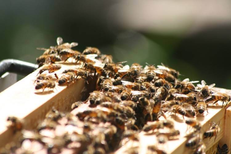 Συνεργασία για την αντιμετώπιση των προβλημάτων της μελισσοκομίας στις Κυκλάδες
